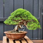 ID833: Shimpaku, Slanted style, 30 yrs old