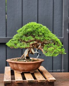 ID833: Shimpaku, Slanted style, 30 yrs old