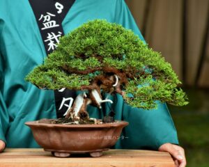 ID833: Shimpaku, Slanted style, 30 yrs old - Image 2