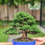 บอนไซ ID832: Sekka​ Hinoki​