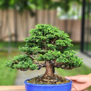 บอนไซ ID832: Sekka​ Hinoki​