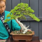 บอนไซ ID829: Shimpaku