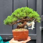 บอนไซ ID823: Shimpaku