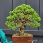 ID824: Shimpaku, upright style, 20 yrs old