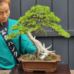 บอนไซ ID829: Shimpaku