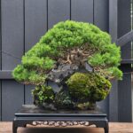 ID835: Shimpaku​ Rock​ ​Planting style, 45 yrs old