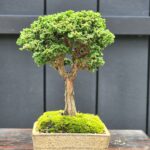 บอนไซ ID844: Sekka​ Hinoki