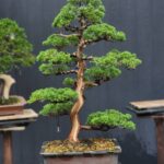 บอนไซ ID837: Shimpaku​ upright style