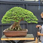 ID838: โมก, Slanted Style, large size​