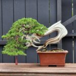 บอนไซ ID840: Ito Shimpaku​(Top Quality)