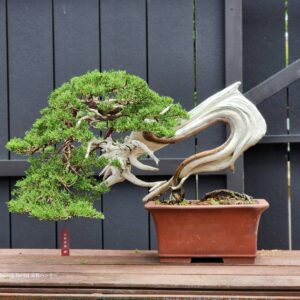 บอนไซ ID840: Ito Shimpaku​(Top Quality)