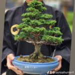 บอนไซ ID843: Sekka​ Hinoki