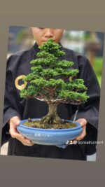 บอนไซ ID843: Sekka​ Hinoki