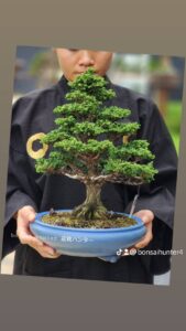 บอนไซ ID843: Sekka​ Hinoki