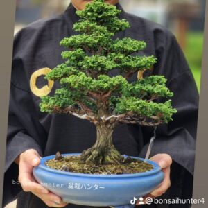 บอนไซ ID843: Sekka​ Hinoki