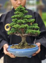 บอนไซ ID843: Sekka​ Hinoki - Image 2