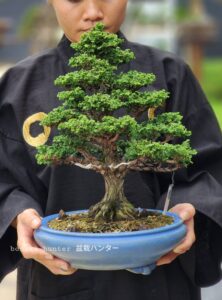 บอนไซ ID843: Sekka​ Hinoki - Image 2