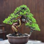 ID846: Ito Shimpaku 25- 30yrs old (informal Upright style)