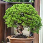 บอนไซ ID845: Shimpaku