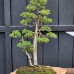 ID858:Shimpaku forest style