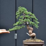 บอนไซ ID860: Kishu​ Shimpaku​(Slanted Style)