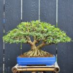 บอนไซ ID861: Lihn Sam - upright style (ดอกสีม่วง)