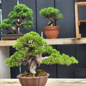 ID859:Ito Shimpaku