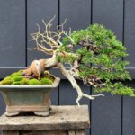 ID857: Ito Shimpaku semi cascade style