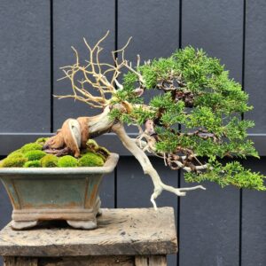 ID857: Ito Shimpaku semi cascade style
