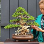 ID856: Ito-Shimpaku 60yrs old (informal Upright style)