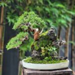 ID855:Ito Shimpaku-10yrs old (growing on the rock)