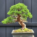 ID854:Ito Shimpaku (Slanted Style)