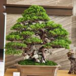 ID839: Itoigawa ​Shimpaku​ Quality piece, 80-90 yrs old. (multi trunk style) ,