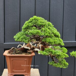 ID867: Itoigawa 40yrs old (slanted style)-Quality piece