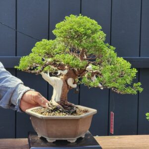ID866: Shimpaku 40yrs old (slanted style)