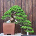 ID874: Itoigawa Shimpaku - Cascaded style (Premium class)