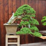 ID836: Kishu Shimpaku(Top Quality) by Masahiko Kimura 's Apprentice. (Cascaded style)