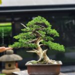 บอนไซ ID877: Itoigawa Shimpaku 40-45 old ( Moyogi Style)