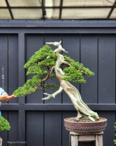 ID853 :Itoigawa Shimpaku- Slanted Style - Premium Class