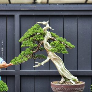 ID853 :Itoigawa Shimpaku- Slanted Style - Premium Class