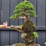 ID865: Ito-Shimpaku 35yrs old (Itshisuki style)