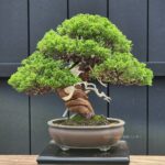 ID869: Kishu Shimpaku informal upright style - (Quality Piece)