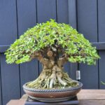 ID876: บอนไซโมก 40 yrs old Broom Style