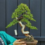 ID875: Shimpaku Kishu Slanted Style