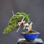 ID870: Itoigawa 25yrs old (slanted style)