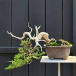 บอนไซ ID878: Itoigawa Shimpaku 25-30yrs old - Semi cascade style