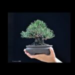 บอนไซ ID886: Japanese Blackpine 15-20yrs old, Gafuten festival