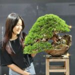 บอนไซ ID879: Itoigawa Shimpaku 70 yrs - Semi cascade in Halfmoon stone pot