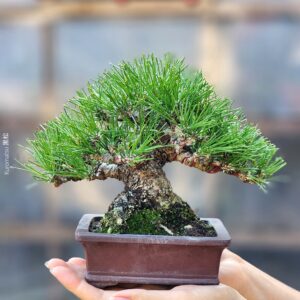 บอนไซ ID890: Japanese Blackpine​ 20-25yrs old. GAFUTEN