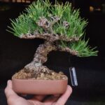 บอนไซ ID902: Japanese Black Pine 20-25yrs old